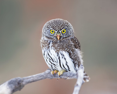 Northern Pygmy Owl
