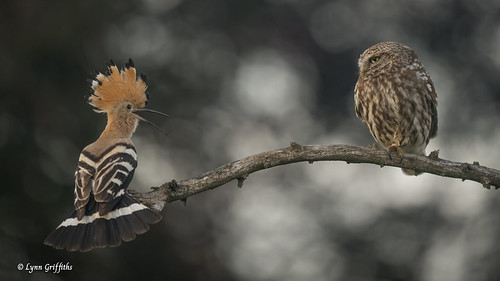 The Little Owl and the Hoopoe 904_0324.jpg